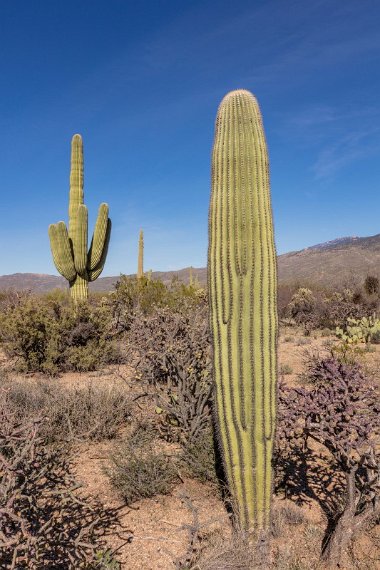 011 Saguaro NP.jpg